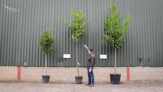 Laurel Trees - Create privacy in your garden with an evergreen screen