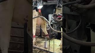 Farm Cows #shorts #fyp #cow #feeding #milking #hoofing