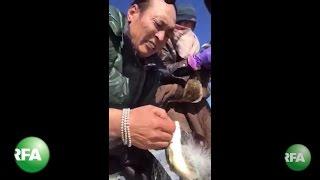 Tibetans Rescue Illegally-Caught Fish at Qinghai Lake