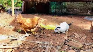 കുഞ്ഞാപ്പി talk Ep-8| cat funny videos | kokkachi | kunjappi