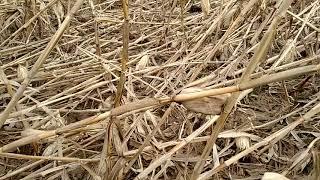 Selecting Boone county white corn for standability