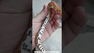 Microscale Corn Snake