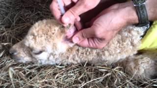 Alpaca Cria Blood Sugar