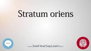 Stratum oriens   Anatomy of the Brain   SeeHearSayLearn 