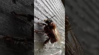 Клещ варроа️смертельный паразит пчелиного улья