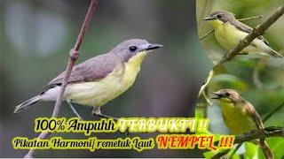 Pikatan Ampuh !!! Burung Harmoni, atau Remetuk Laut, Sir Sir Laut, Pleci Muara