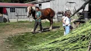 TILLERS INTERNATIONAL Pressing Sorghum for Molasses with Draft Horse Power, Harvest Fest 2009