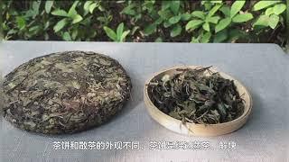 茶饼和散茶有什么区别？该买哪种