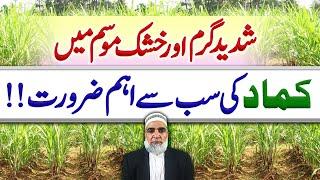 Needs of Sugarcane during dry and hot season || Crop Reformer