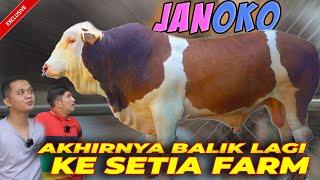 FINALLY MEET THIS JUMBO COW ‼️ JANOKO FROM SETIA FARM