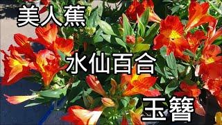 六月，No Frills Garden centre.【莎拉养花】