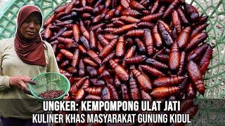 Ungker, Kepompong Ulat Jati Kuliner Khas Masyarakat Gunung Kidul