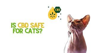 Is CBD Safe for Cats?