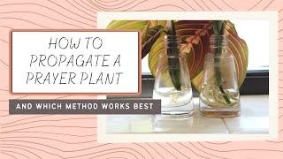 How to Propagate a Prayer Plant / Maranta leuconeura