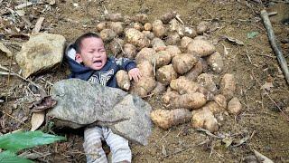 Harvest giant yams to sell - take care of ducks - cook nutritious porridge