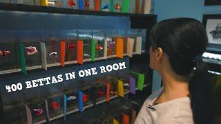 She Takes Care Of 400 Bettas By Herself! Betta Fish Room Tour!