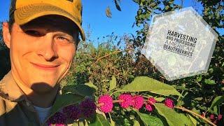 #HOMESTEAD: Harvesting and Processing American Beautyberries