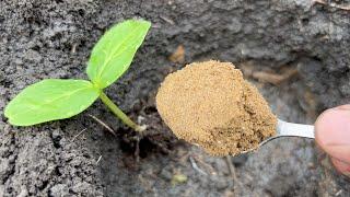 Cucumbers will instantly grow and give a huge harvest if you do this!