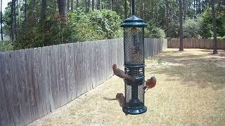 Squirrel Buster Nut Feeder (by Brome) - my favorite Suet Nugget Feeder!