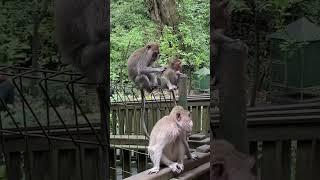 Monkey grooming  #shorts #monkey #bali