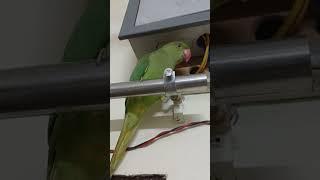 ##myparrots #mitthu #parrotslover #cute #parrottalking