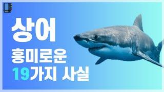 상어의 흥미로운 19가지 사실들