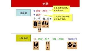 利未記第11章｜聖經簡報站