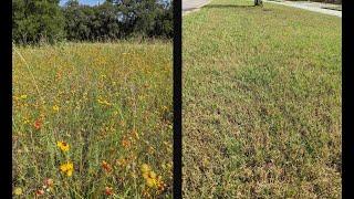Why are we still mowing Texas wildflowers in 2024!?