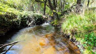 MINT Brown Trout Fishing