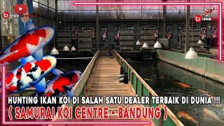 HUNTING IKAN KOI DI SALAH SATU DEALER TERBAIK DI DUNIA( SAMURAI KOI CENTRE  - BANDUNG )