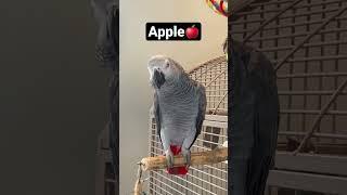 Symon the talking African Grey Parrot practising her fruits, grape, apple and banana #talkingparrot