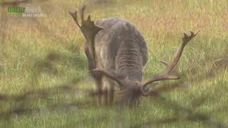 Damhirsch I Dama Dama I Fallow Deer I Gamo I Daim Male I Mörfelden - Tierbeobachtung