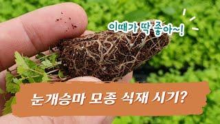 눈개승마 모종 식재의 가장 좋은 시기는 ㅇㅇ 입니다~!