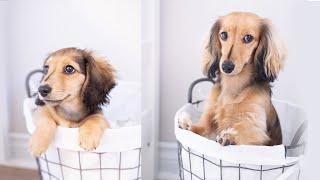 Recreating Puppy Photos With My Miniature Dachshund