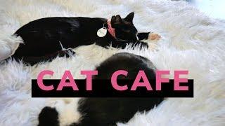 What's it like inside a cat cafe?  (Crumbs & Whiskers LA)