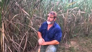What yellow crazy ants can do to sugar cane