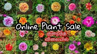 வாட்ஸ்அப் செய்தால் போதும் வீடு தேடி வரும் / Table Rose Online Sale / Moss Rose / Online Plant Sale