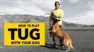 How to Play Tug with Your Dog  - Teach Your Dog Proper Tug of War - Robert Cabral Dog Training