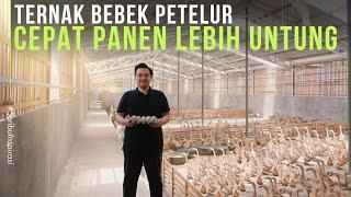 Ternak Bebek Petelur Kering Intensif Gajian Tiap Hari