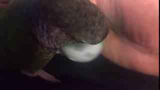 Conures Can Enjoy A Great Variety of Foot Toys