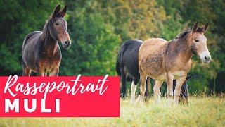 Rasseportrait Muli - Mischung aus Pferd und Esel