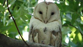 Urban Tolerance of Nesting Birds in the LA Region