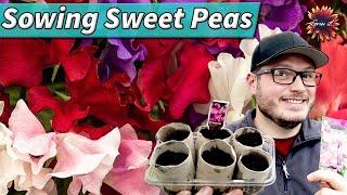 How To Sow Sweet Peas The Easiest Way - Sweet Pea Growing For Beginners #gardening