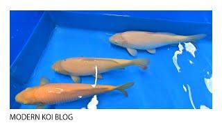 Modern Koi Blog #4995 - Zwischenstand zu unserer 1.000 Euro Jumbo Tosai Karashigoi