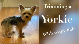 Yorkie Grooming!