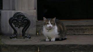 Larry the cat looks back at 14 years of Conservative rule in the UK | AFP