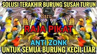 MP3 RAJA PIKAT!! SUARA PIKAT 100% AMPUH UNTUK SEMUA BURUNG KECIL