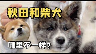 日本秋田犬vs柴犬，誰更可愛？