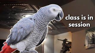 5 Lessons African Grey Parrots Have to Teach Us