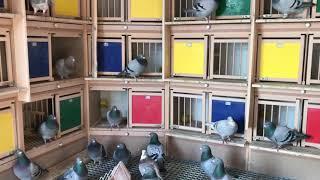 Pigeon loft Tulbiță Valentin 02/12/2020  Abonează-te și tu dacă nu ai făcut-o pana acum 